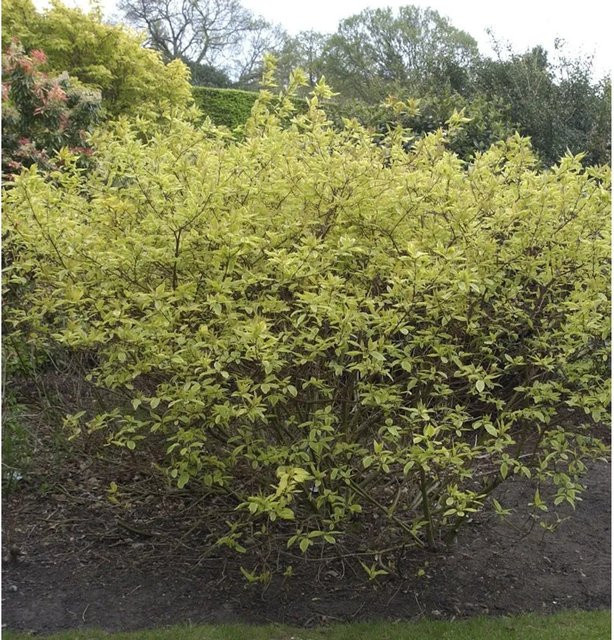 Gelbbunter Hartriegel Cornus alba Blütenstrauch von Nr-01.de in Weiß, Rot und Gelb, Höhe: 60-80 cm - Bild 1