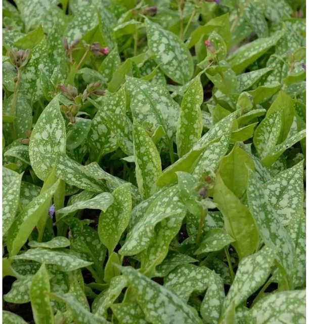 Lungenkraut Trevi Fountain Pulmonaria saccharata Pflanze von Nr-01.de in Grün - Bild 1