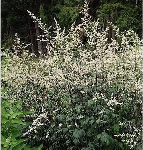Artemisia lactiflora Chinabeifuss Guizhou Stauden im Topf - Bild 1