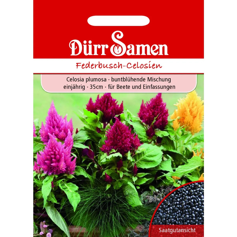 Dürr Federbusch-Celosien Mischung Einjähriges Saatgut für Garten, Schalen und Balkonkästen - Bild 2