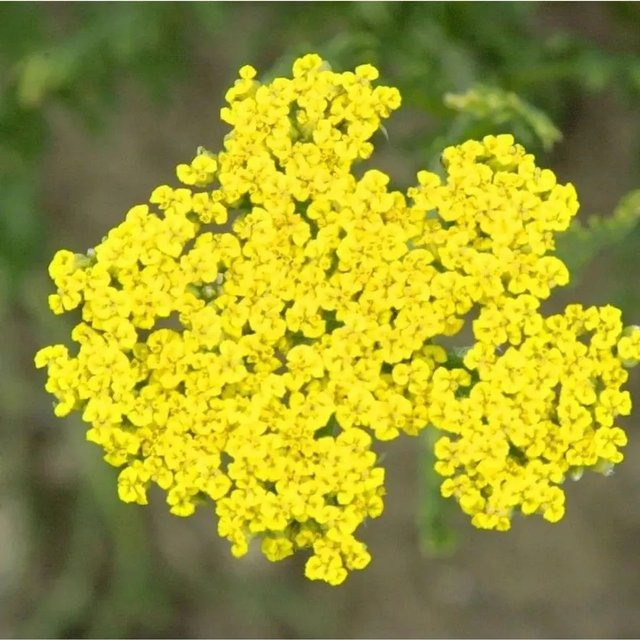 Achillea filipendulina Schafgarbe Altgold gelb von Nr-01.de als mehrjährige Gartenpflanze für Schnittblumen und Trockengestecke im Topf - Bild 1