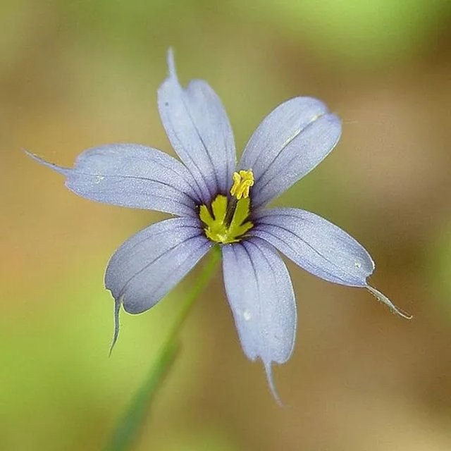 6er Set Arborix Binsenlilie Sisyrinchium angustifolium in 9cm Töpfen, blaue Schnittblume für den Garten - Bild 1