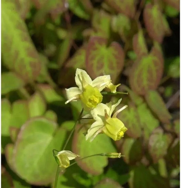 Epimedium perralchicum Elfenblume Lichtenfels als mehrjährige Bodendecker-Pflanze für den Garten - Bild 1