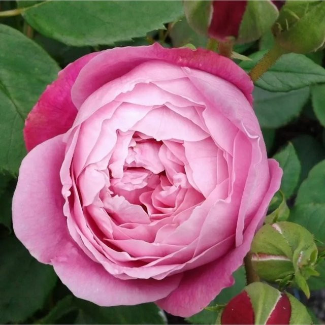 Kordes Feenrose Queen Elizabeth Rosa von arborix mit langer Blütezeit - Bild 1