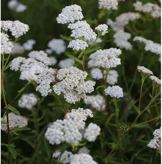 Schafgarbe White Beauty Achillea millefolium weiße Staude für den Außenbereich von Nr-01.de - Bild 1