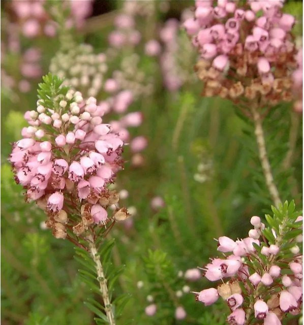 10x Erica vagans Cornwallheide St. Keverne Heidekraut von Nr-01.de - Bild 1