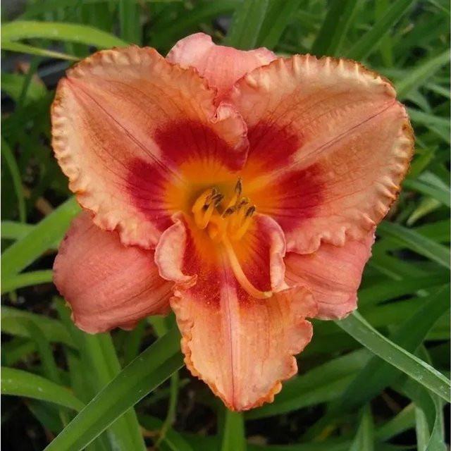 Taglilie Strawberry Candy Hemerocallis cultorum in Pink als mehrjährige Staude für Beet und Garten - Bild 1