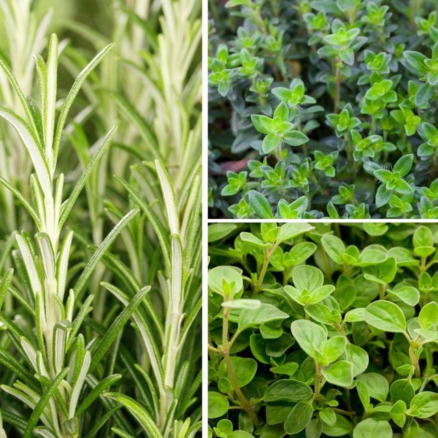 Gartenkräuter Mediterraner Genuss mit 3 Kräutersorten in Grün - Bild 1