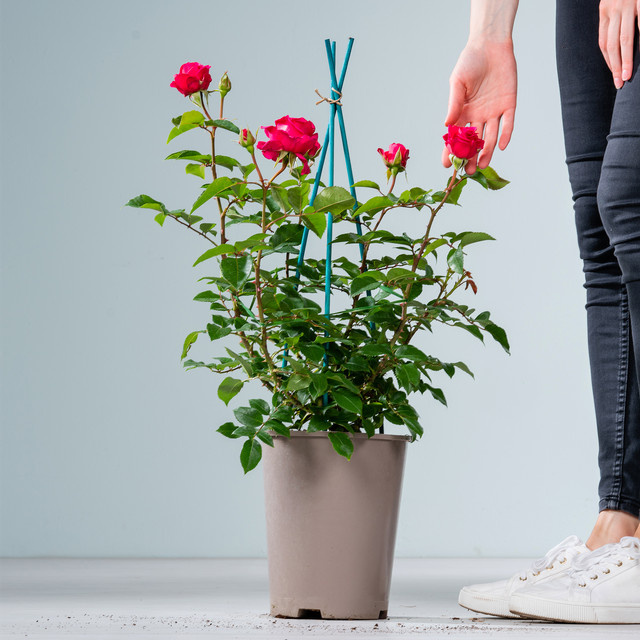 Edelrose Love Letter von BLUME2000 in Rosa - Bild 1