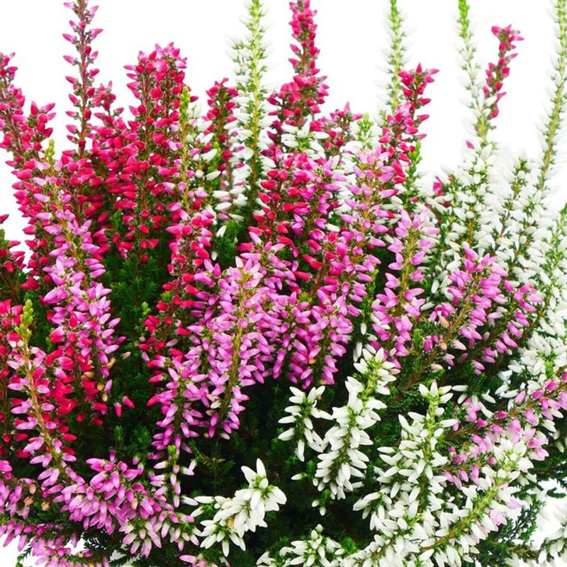 Besenheide Trio Gardengirls in Rosa, Weiß und Rot als herbstliche Pflanze zur Dekoration - Bild 1