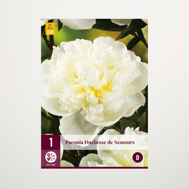 Pfingstrose Duchesse de Nemours Rhizom von BLUME2000 - Bild 1