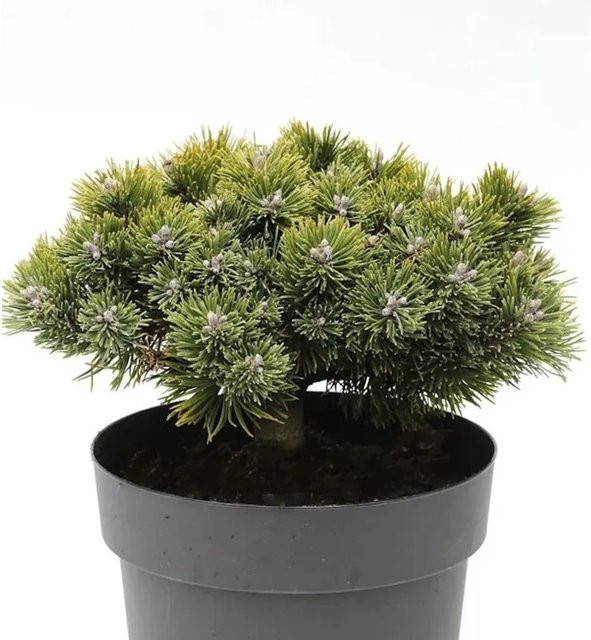 Zwerg Kiefer Sherwood Compact Pinus mugo grüne Kübelpflanze 25-30cm - Bild 1