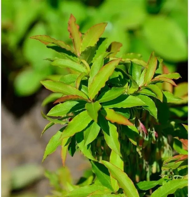 Vaccinium arctostaphylos Kaukasische Heidelbeere Beerenstrauch für den Garten in Blau und Grün, Höhe: 30-40 cm - Bild 1