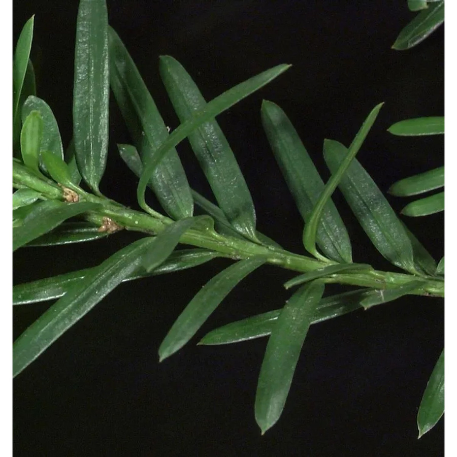 Kugelschnitt Eibe Taxus media Hillii in Grün, Topfgröße 20-25 cm - Bild 1