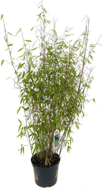 Fargesia Malachite Monkeys Bambus als Heckenpflanze im Topf, Höhe: 80 - 100 cm, 7,5 Liter - Bild 1