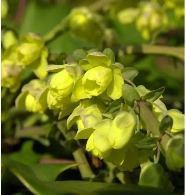 Mahonia bealei Schmuckblatt Strauch für den Garten - Bild 1