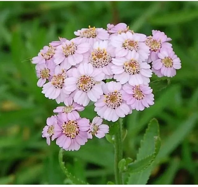 Achillea sibirica Schafgarbe Love Parade pink Nr-01.de Gartenstaude - Bild 1
