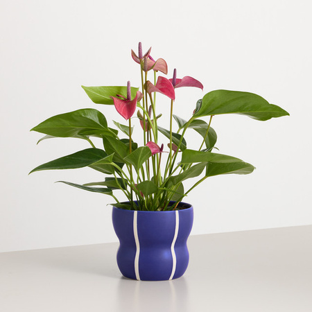Blume2000 Anthurium Royal Flamingo Zimmerpflanze in Keramiktopf, Pink und Orange