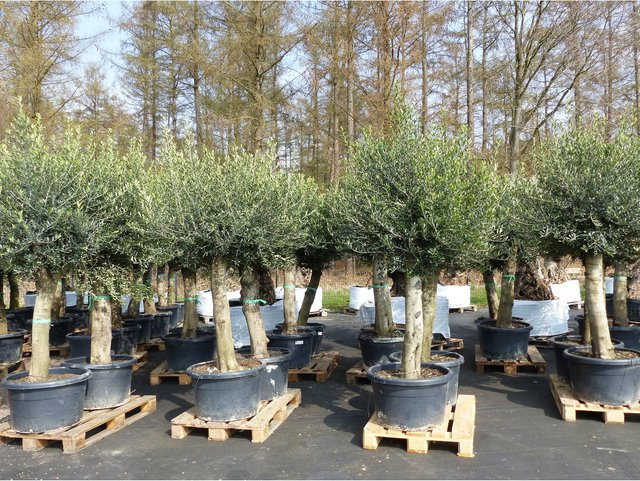 2er Set Olivenbaum Olea Europaea mit 60 Jahren Alter, Höhe: 200 - 240 cm, Stammumfang: 40 - 50 cm, winterhart, Grün - Bild 1