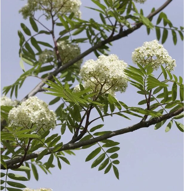 Eberesche Sorbus aucuparia als essbarer Obstbaum für deinen Garten, Höhe: 100-125 cm - Bild 1