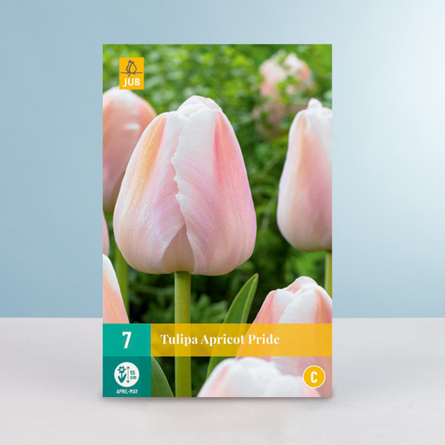Darwin-Hybrid-Tulpe Apricot Pride von BLUME2000 mit 7 Zwiebeln - Bild 1