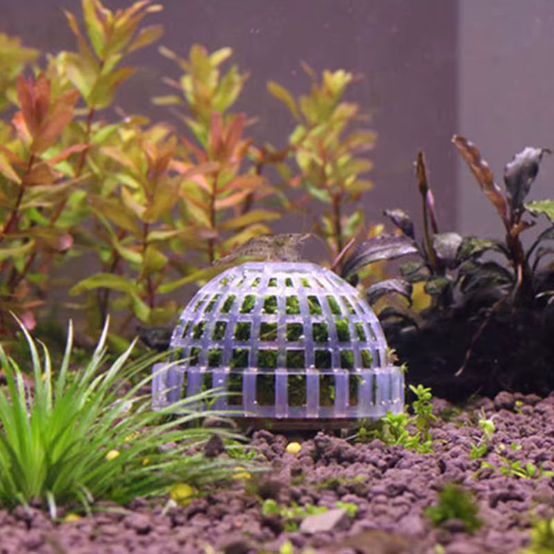 Lebende Moos-Bälle in Grün als dekorative Aquarium-Pflanzen für dein Wasser-Haustier-Aquarium - Bild 4