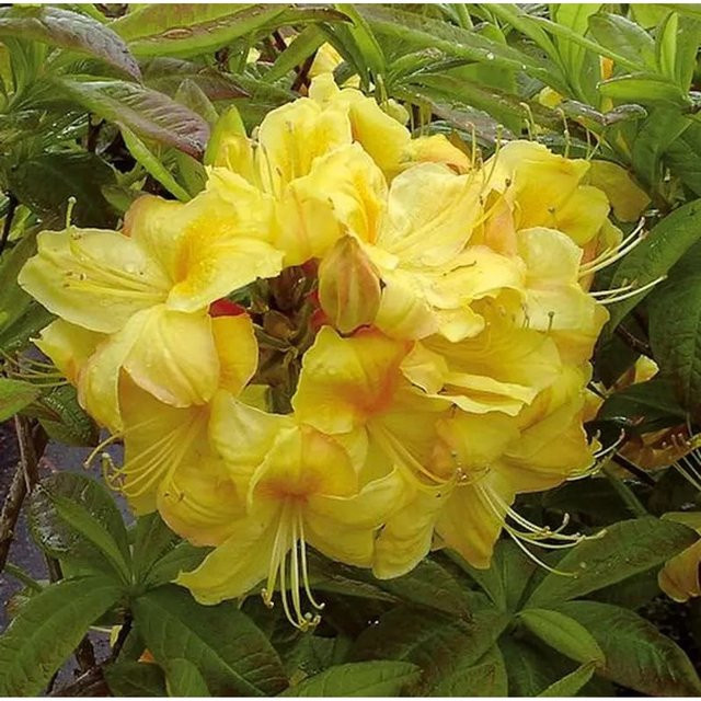 Azalee Golden Sunset Rhododendron luteum Alpenrose in Gelb, Höhe: 50-60 cm - Bild 1