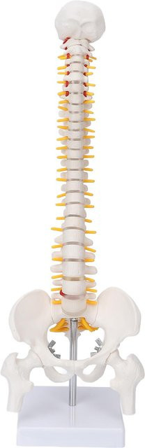 Wirbelsäulenmodell Flexible Wirbelsäule Schwanzwirbel, Anatomisches Modell mit Spinalnerven - Bild 1