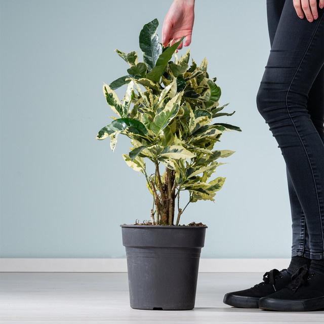 Codiaeum variegatum Wunderstrauch Tamara von BLUME2000 als Zimmerpflanze für sonnige bis halbschattige Standorte - Bild 1
