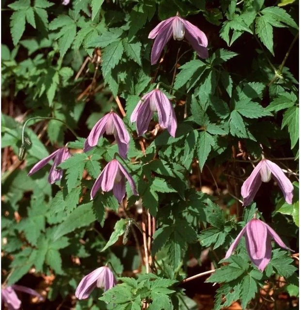 Clematis koreana Waldrebe Propertius Kletterpflanze in Pink und Purple, 60-80 cm - Bild 1