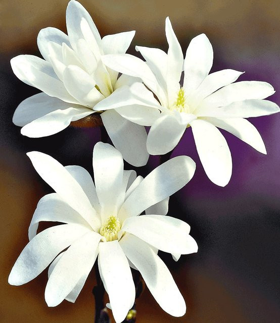 Stern-Magnolie - Bild 1