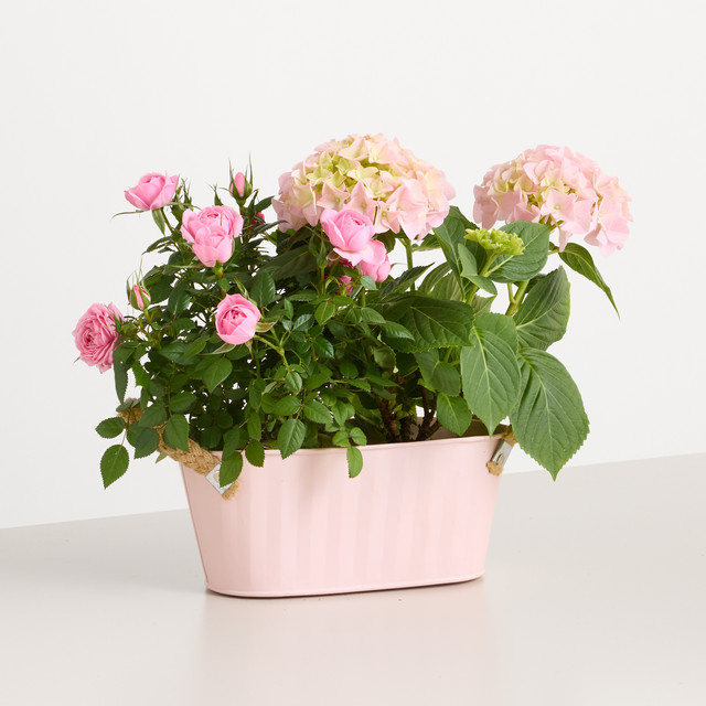 BLUME2000 Topfpflanze Pastelltraum in Pink und Lightpink für hellen bis halbschattigen Standort - Bild 1