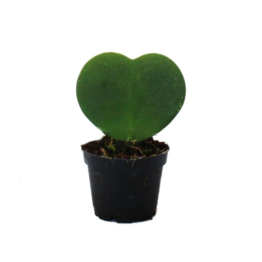 Exotenherz Hoya Kerii Herzblatt-Pflanze als Zimmerpflanze im 6 cm Topf - Bild 2