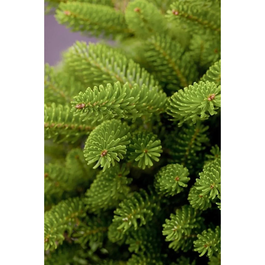 Abies Koreana Molli Koreanische Tanne Kompakt von Pflanzen für dich, Höhe: 20–30 cm - Bild 2