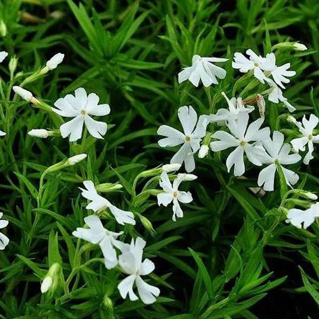 6er Set Arborix Teppich-Flammenblume Calvides White Phlox subulata Bodendecker im 9cm Topf - Bild 1