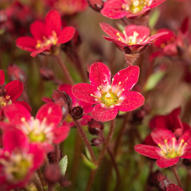 BIO Steinbrech Rot Saxifraga x arendsii Stauden, 3 Stück - Bild 1