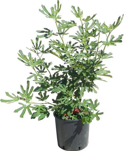 GROW by OBI Echte Feige Ficus carica im Topf, Höhe: 50 - 60 cm - Bild 1