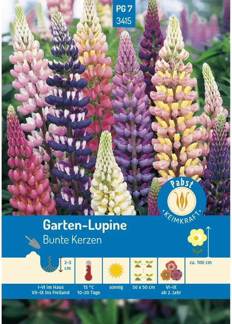Pabst Keimkraft Lupine Bunte Kerzen Saatgut für Bauerngarten und Staudenrabatten - Bild 1