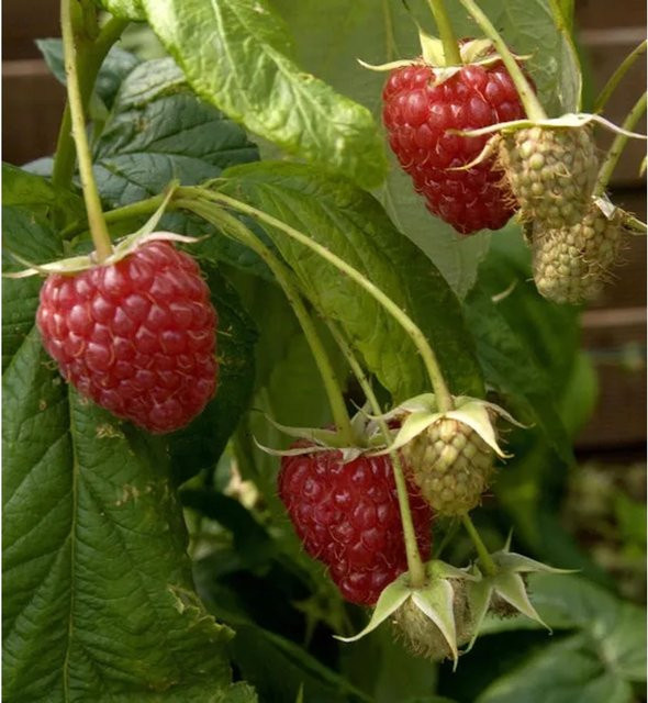 Himbeere Zefa 3 Herbsternte Rubus idaeus Beerenstrauch Rot - Bild 1