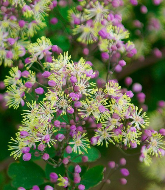 Thalictrum Anne Prachtgewächs für deinen Garten - Bild 1