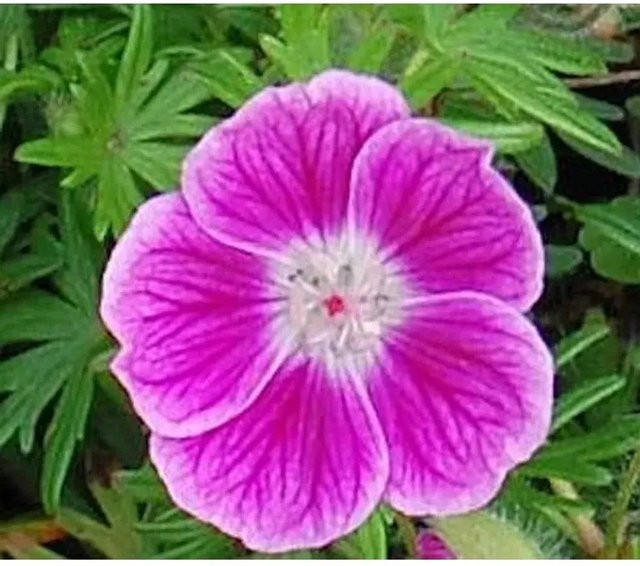 Storchenschnabel Elke Geranium sanguineum als Bodendecker und Beetpflanze von Nr-01.de - Bild 1