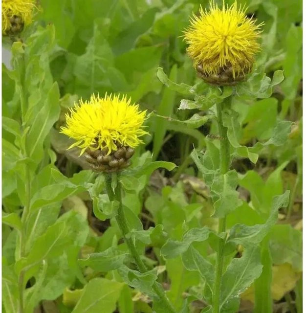 Große Flockenblume Centaurea macrocephala als mehrjährige Staude von Nr-01.de für Steingärten und Staudengärten - Bild 1