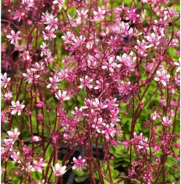 Saxifraga urbium Porzellanblümchen Clarence Elliot als mehrjährige Gartenpflanze - Bild 1