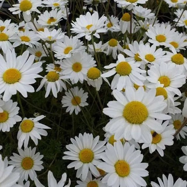 6er Set Karpaten-Hundskamille Karpatenschnee Anthemis carpatica mit weißen Blüten, Topfgröße: 9 cm, Marke Arborix - Bild 1
