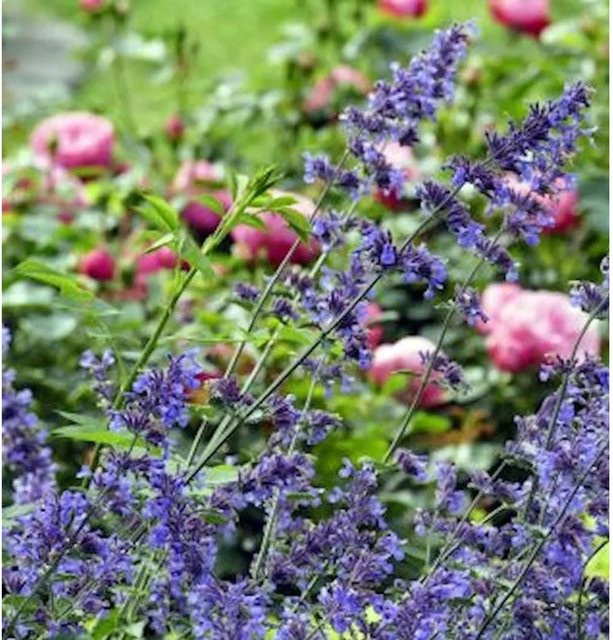Nepeta grandiflora Katzenminze als mehrjährige Staude für deinen Garten von Nr-01.de - Bild 1