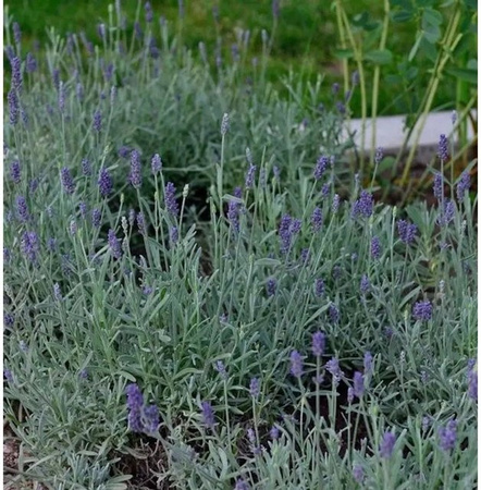 Echter Lavendel Richard Gray Lavandula angustifolia lila Staudenpflanze von Nr-01.de