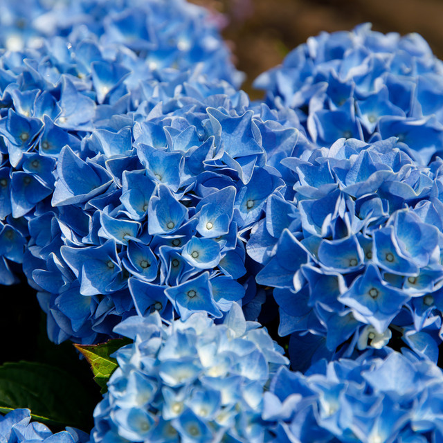 Bauernhortensie Music Collection Blue Boogiewoogie in Blau als Zierstrauch im Topf - Bild 1