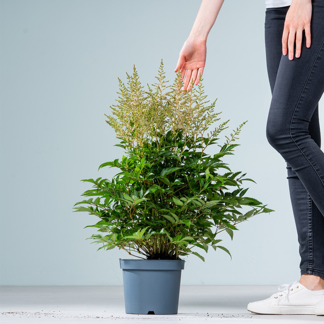 Rosa Prachtspiere BLUME2000 Stauden für Balkon und Garten - Bild 1