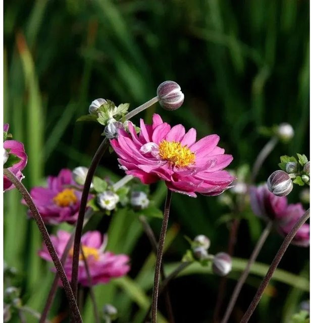 Anemone japonica Pamina - Japanische Anemone als Beetpflanze und Schnittblume - Bild 1