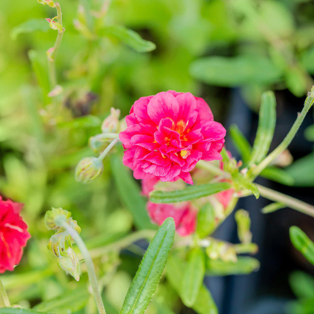 BIO Sonnenröschen Cerise Queen Helianthemum von BLUME2000, 3 Stück - Bild 1